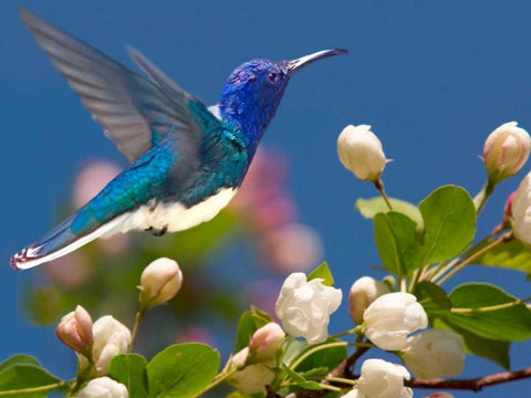 The Flower Dance XIV Black Ornate Wood Framed Art Print with Double Matting by Robertson, Leda