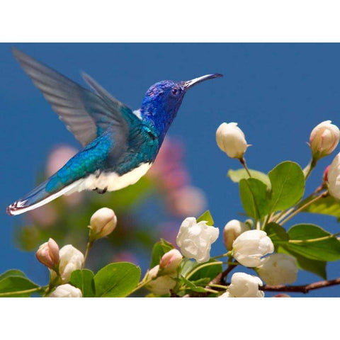 The Flower Dance XIV Gold Ornate Wood Framed Art Print with Double Matting by Robertson, Leda