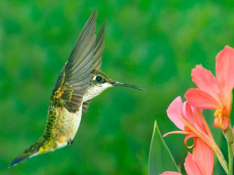 The Flower Dance XV White Modern Wood Framed Art Print with Double Matting by Robertson, Leda