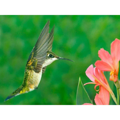 The Flower Dance XV Black Modern Wood Framed Art Print with Double Matting by Robertson, Leda