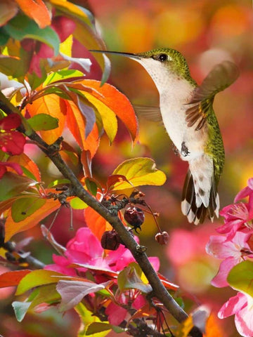 The Flower Dance XVII White Modern Wood Framed Art Print with Double Matting by Robertson, Leda