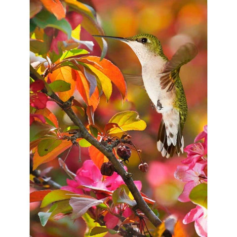 The Flower Dance XVII Black Modern Wood Framed Art Print by Robertson, Leda