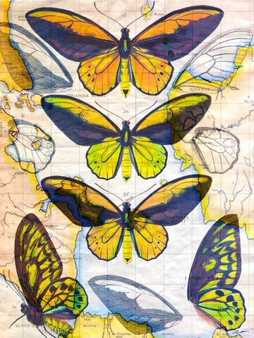 Butterfly Map I Black Ornate Wood Framed Art Print with Double Matting by Butler, John