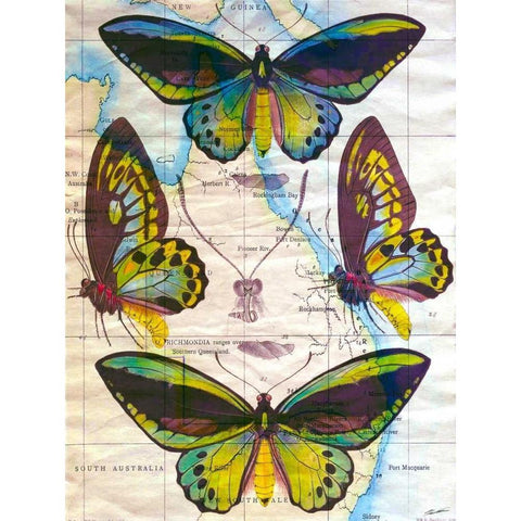 Butterfly Map III Black Modern Wood Framed Art Print by Butler, John