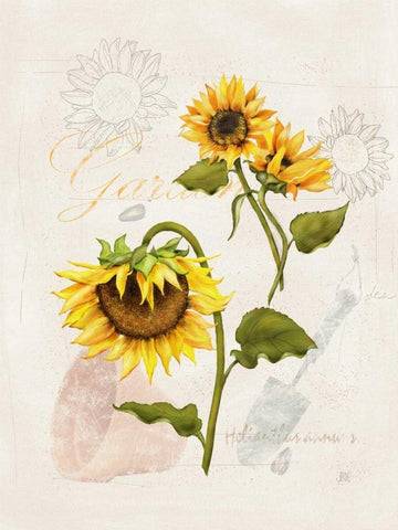 Romantic Sunflower I White Modern Wood Framed Art Print with Double Matting by Reynolds, Jade