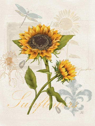 Romantic Sunflower II White Modern Wood Framed Art Print with Double Matting by Reynolds, Jade