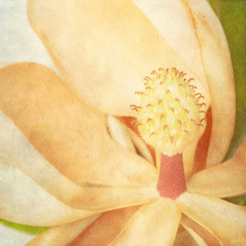 Vintage Magnolia II White Modern Wood Framed Art Print with Double Matting by Malek, Honey