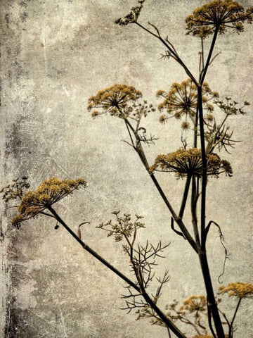 Big Sur Yarrow I White Modern Wood Framed Art Print with Double Matting by Malek, Honey