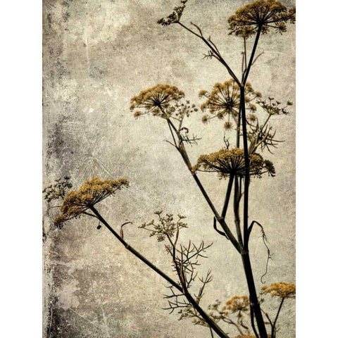 Big Sur Yarrow I Black Modern Wood Framed Art Print by Malek, Honey