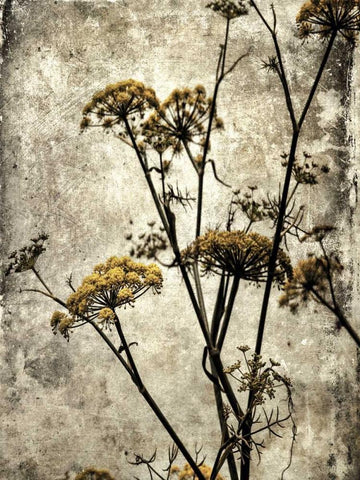 Big Sur Yarrow II White Modern Wood Framed Art Print with Double Matting by Malek, Honey