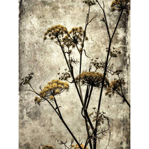 Big Sur Yarrow II Gold Ornate Wood Framed Art Print with Double Matting by Malek, Honey