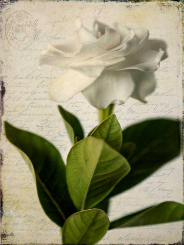 Gardenia Grunge I White Modern Wood Framed Art Print with Double Matting by Malek, Honey
