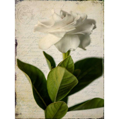 Gardenia Grunge I Black Modern Wood Framed Art Print with Double Matting by Malek, Honey