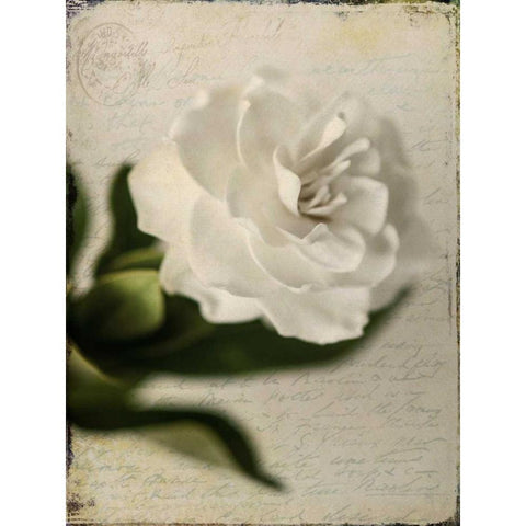 Gardenia Grunge II White Modern Wood Framed Art Print by Malek, Honey
