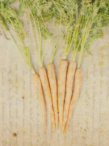 Herb Still Life III White Modern Wood Framed Art Print with Double Matting by Orlov, Irena