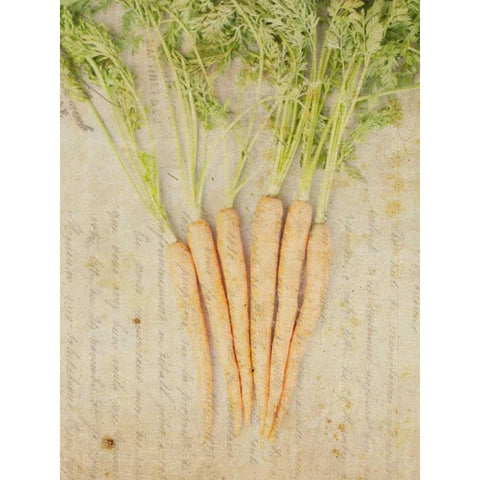 Herb Still Life III White Modern Wood Framed Art Print by Orlov, Irena