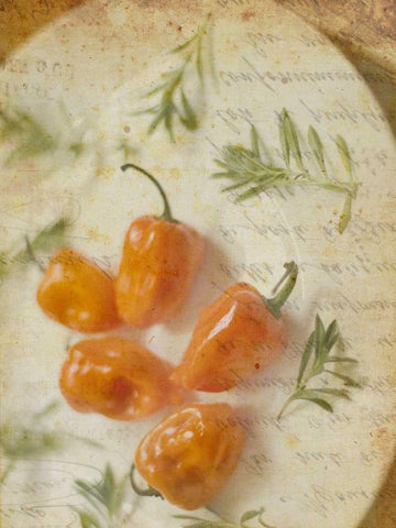 Herb Still Life VI White Modern Wood Framed Art Print with Double Matting by Orlov, Irena