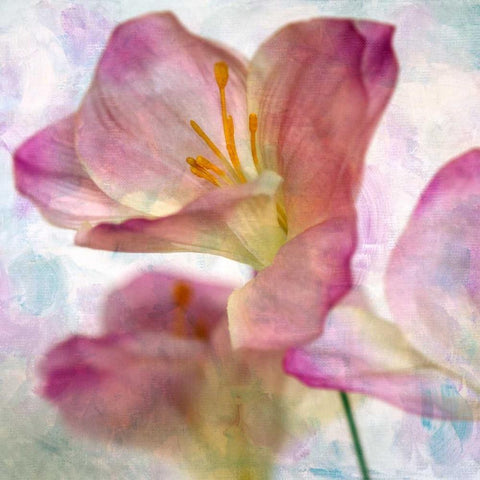 Pink Hyacinth I Black Modern Wood Framed Art Print by Malek, Honey