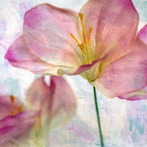 Pink Hyacinth II Black Modern Wood Framed Art Print by Malek, Honey