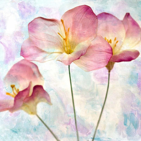 Pink Hyacinth IV Black Modern Wood Framed Art Print with Double Matting by Malek, Honey