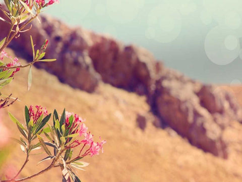 Flowers in Paradise I White Modern Wood Framed Art Print with Double Matting by Coomes, Sylvia