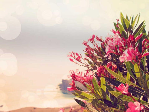 Flowers in Paradise II Black Ornate Wood Framed Art Print with Double Matting by Coomes, Sylvia