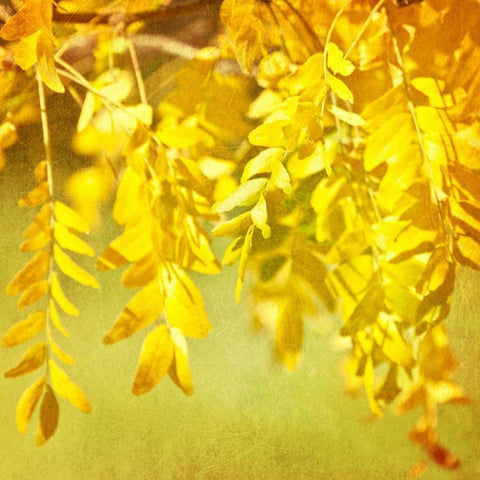 Autumn Photography I Gold Ornate Wood Framed Art Print with Double Matting by Coomes, Sylvia