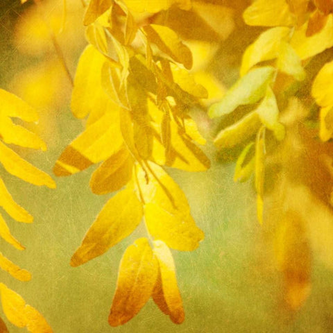 Autumn Photography II Gold Ornate Wood Framed Art Print with Double Matting by Coomes, Sylvia