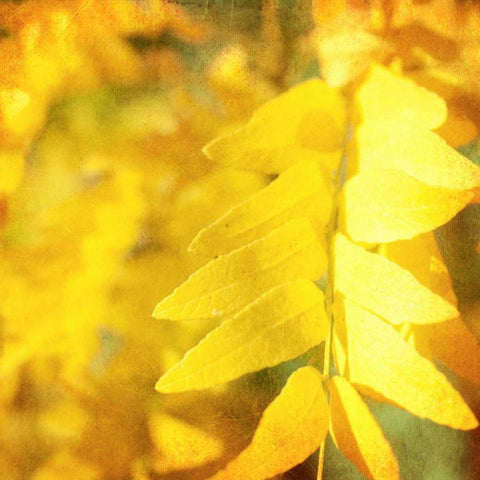 Autumn Photography III Gold Ornate Wood Framed Art Print with Double Matting by Coomes, Sylvia