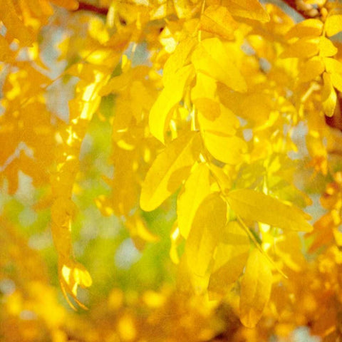 Autumn Photography IV White Modern Wood Framed Art Print by Coomes, Sylvia