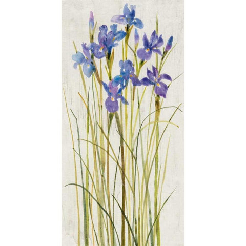 Iris Patch I White Modern Wood Framed Art Print by OToole, Tim