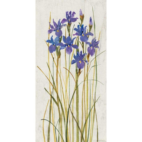 Iris Patch II White Modern Wood Framed Art Print by OToole, Tim