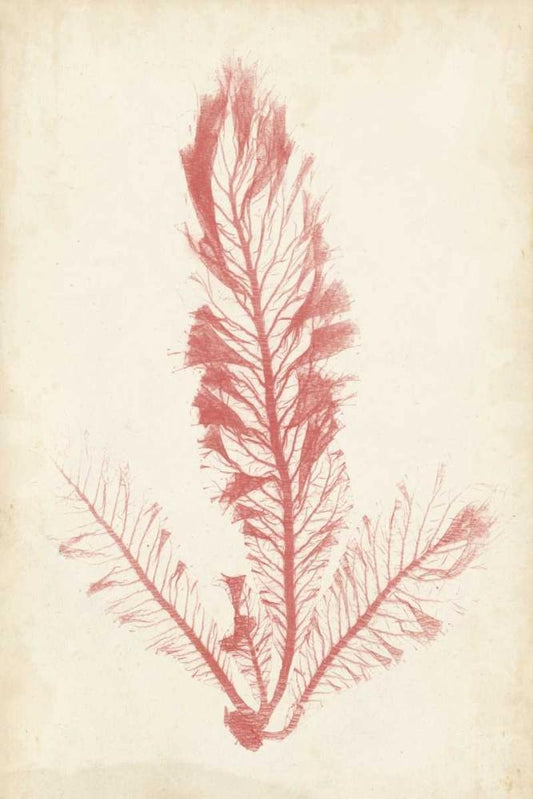 Image Only
