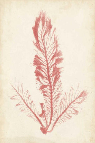 Coral Sea Feather I Black Ornate Wood Framed Art Print with Double Matting by Bradbury, Henry