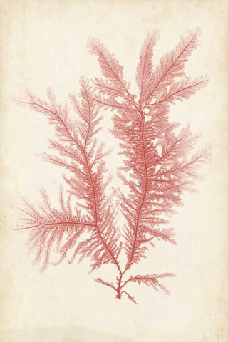 Coral Sea Feather II Black Ornate Wood Framed Art Print with Double Matting by Bradbury, Henry