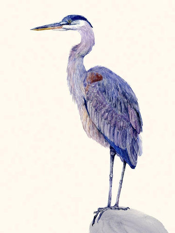 Heron Study I White Modern Wood Framed Art Print with Double Matting by Wang, Melissa