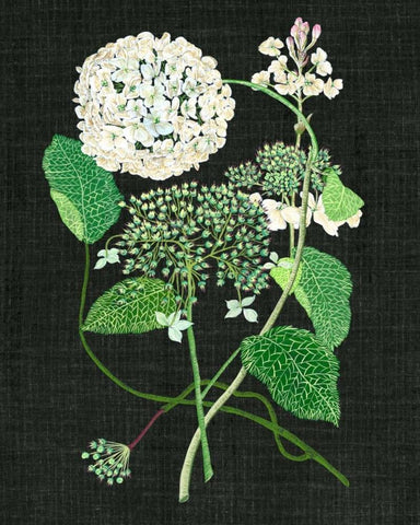 White Hydrangea Study I Black Ornate Wood Framed Art Print with Double Matting by Wang, Melissa