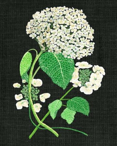 White Hydrangea Study II White Modern Wood Framed Art Print with Double Matting by Wang, Melissa