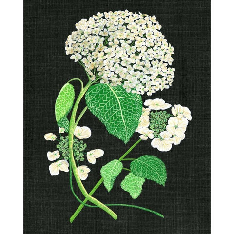 White Hydrangea Study II Black Modern Wood Framed Art Print with Double Matting by Wang, Melissa