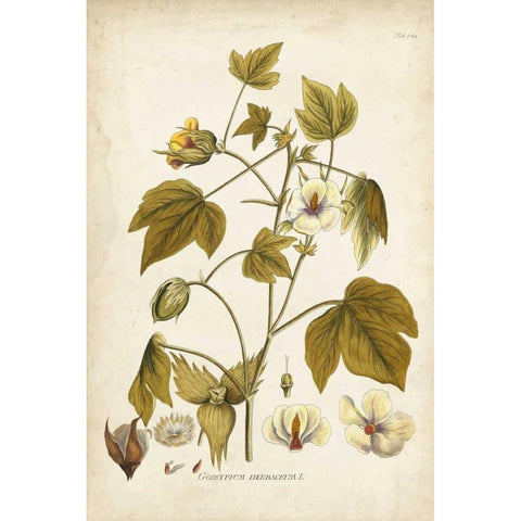 Elegant Botanical I Gold Ornate Wood Framed Art Print with Double Matting by Plenk, J.J.