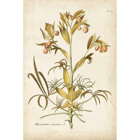Elegant Botanical II Black Modern Wood Framed Art Print by Plenk, J.J.