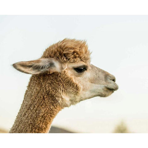 Alpaca Portrait I White Modern Wood Framed Art Print by Stockton, Tyler