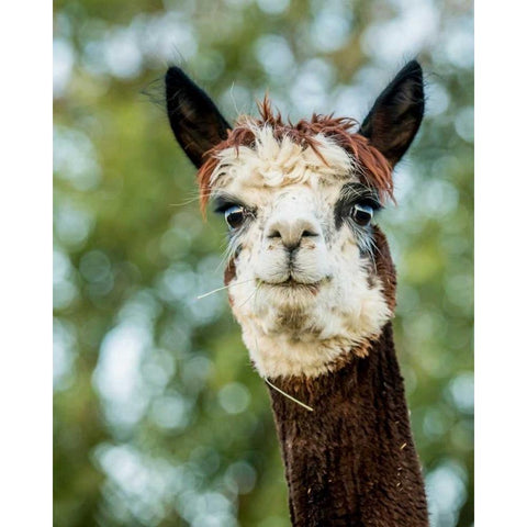 Alpaca Portrait II Black Modern Wood Framed Art Print with Double Matting by Stockton, Tyler