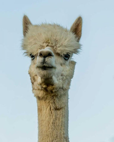 Alpaca Portrait IV White Modern Wood Framed Art Print with Double Matting by Stockton, Tyler