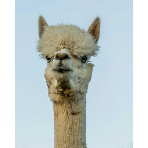 Alpaca Portrait IV White Modern Wood Framed Art Print by Stockton, Tyler