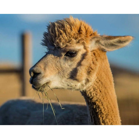 Alpaca Portrait VI Black Modern Wood Framed Art Print with Double Matting by Stockton, Tyler