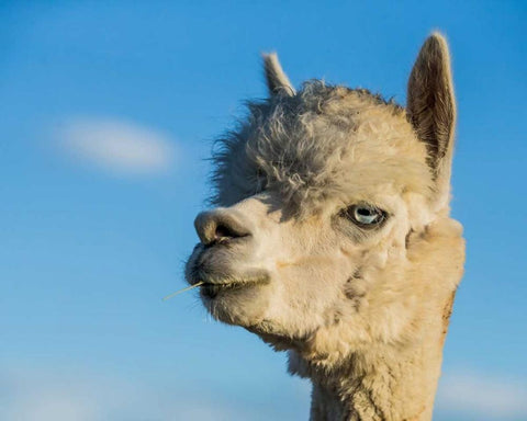 Alpaca Portrait VII White Modern Wood Framed Art Print with Double Matting by Stockton, Tyler