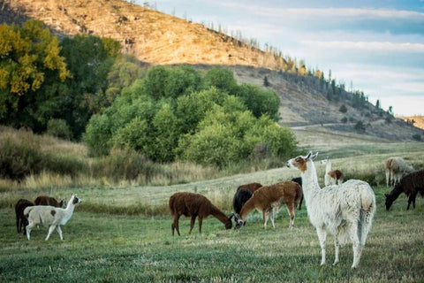 Llama Portrait II White Modern Wood Framed Art Print with Double Matting by Stockton, Tyler