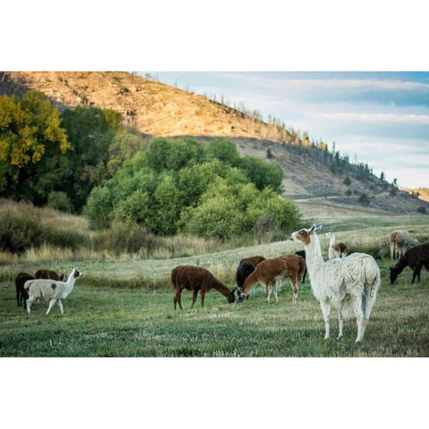 Llama Portrait II Black Modern Wood Framed Art Print by Stockton, Tyler