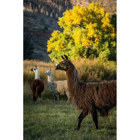 Llama Portrait III Black Modern Wood Framed Art Print by Stockton, Tyler